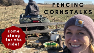 Fencing Cornstalks for Grazing | Friday On The Farm