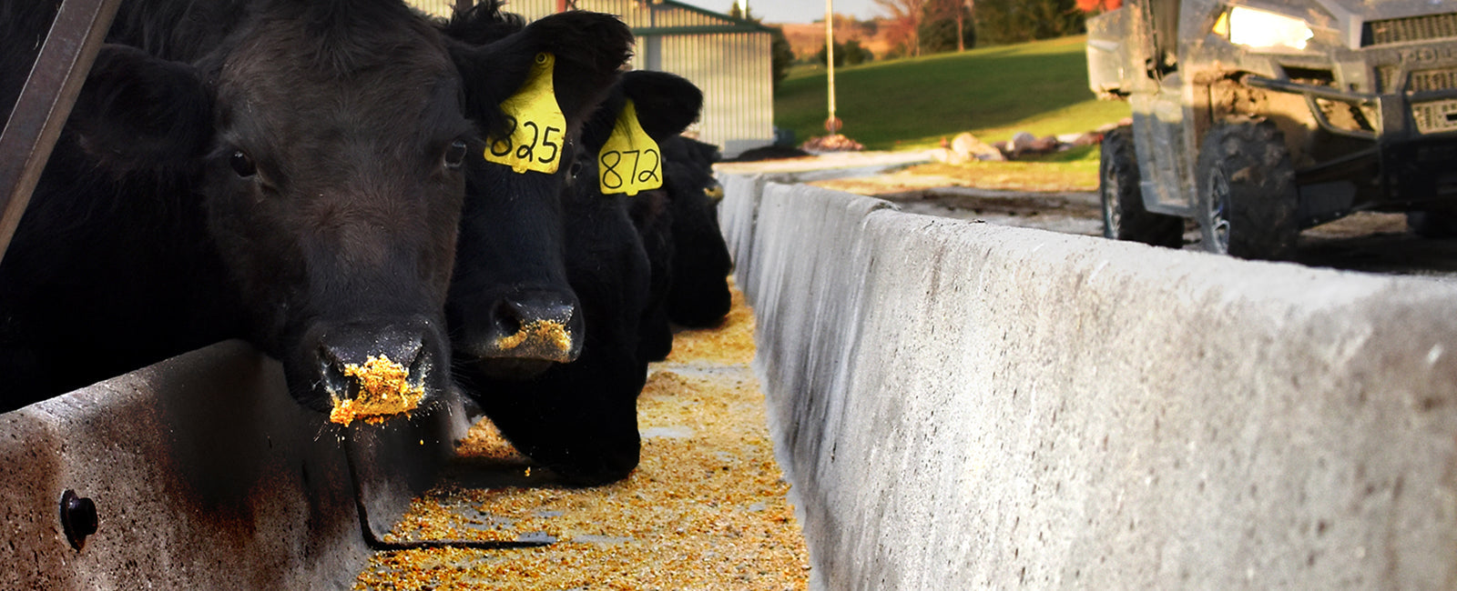 Corn Fed Beef - Not Just Because We are the "Cornhuskers!"