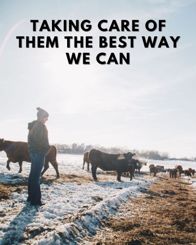 Hannah and Eric are taking care of Oak Barn Beef Cattle, oakbarnbeef.com