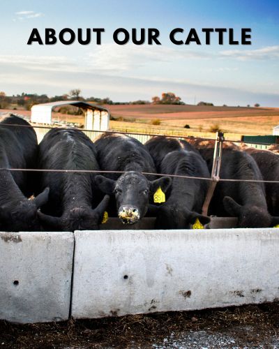 Oak Barn Beef takes care of their Cattle, oakbarnbeef.com