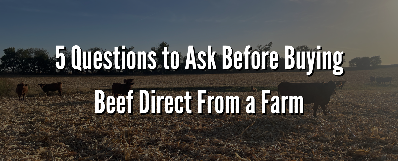 5 Questions to Ask Before Buying Beef Direct From a Farm