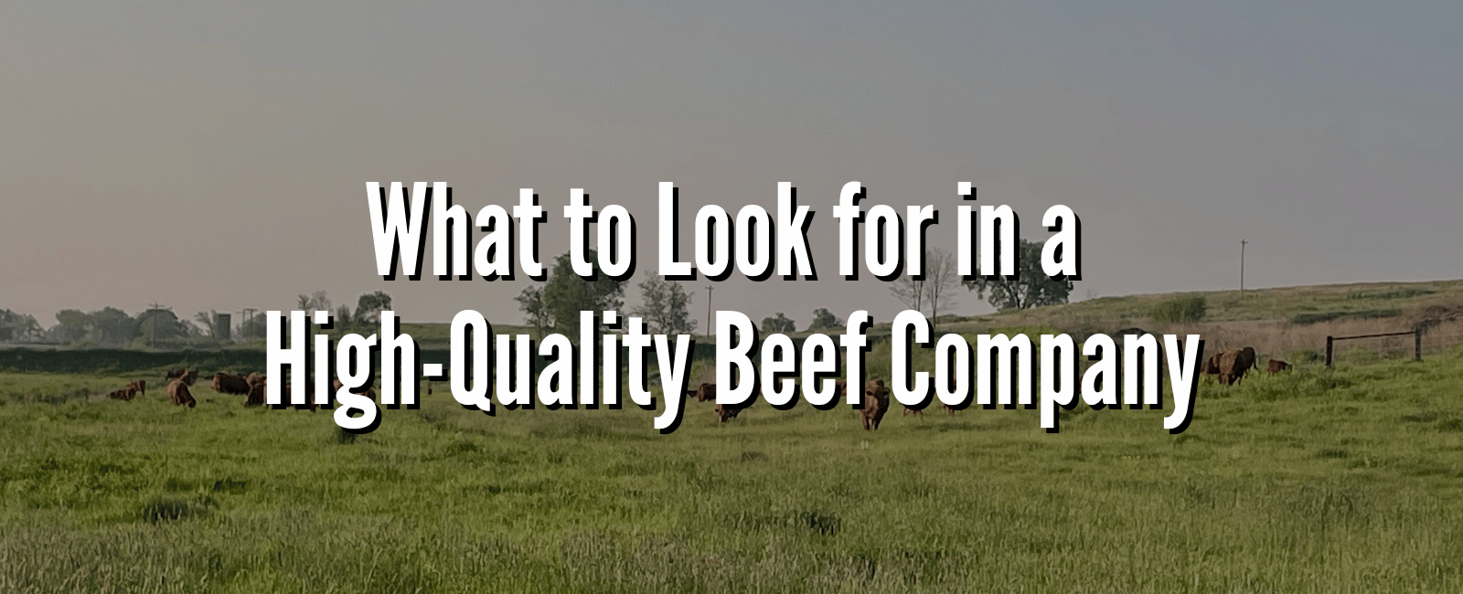 Cattle grazing in a green Nebraska pasture with text overlay: What to Look for in a High-Quality Beef Company.