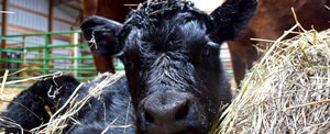 Newborn Calf & Cow - Instagram Live Video