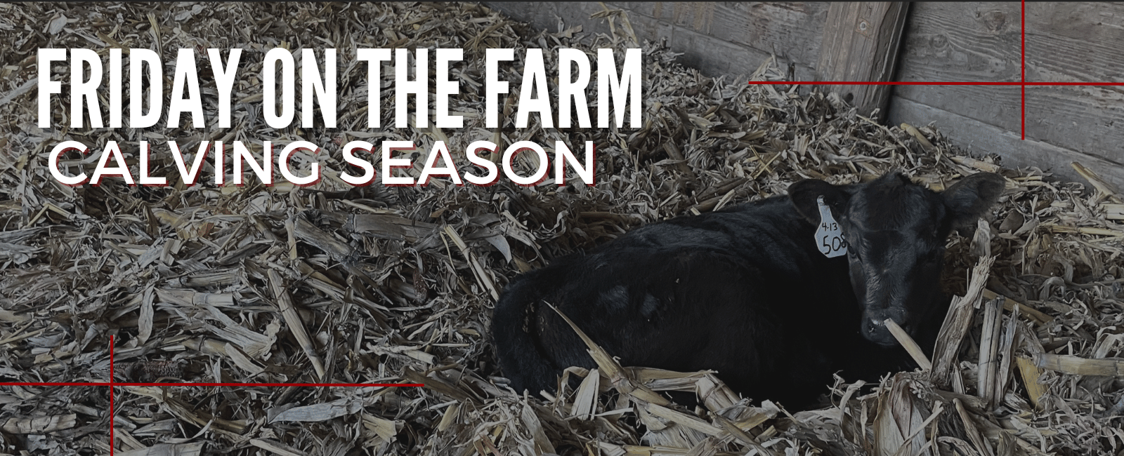 Friday on the Farm: Calving Season, Planting, and What’s Ahead