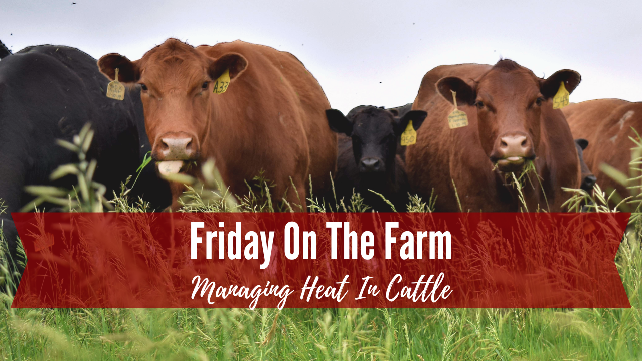 Managing Heat Stress in Cattle | Friday On The Farm