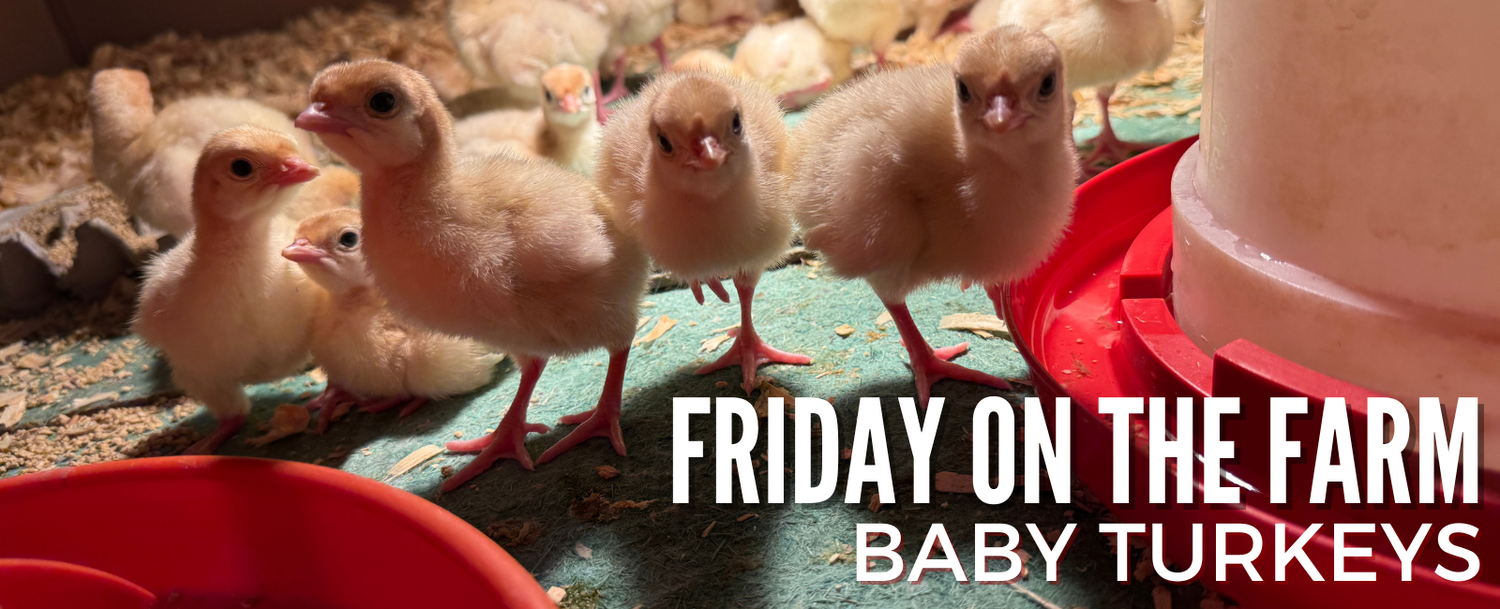 We’re Raising Thanksgiving Turkeys for the First Time—Here’s the Story Behind It