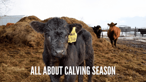 Calving Season | Friday On The Farm 🤠