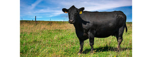 Oak Barn Beef Cow