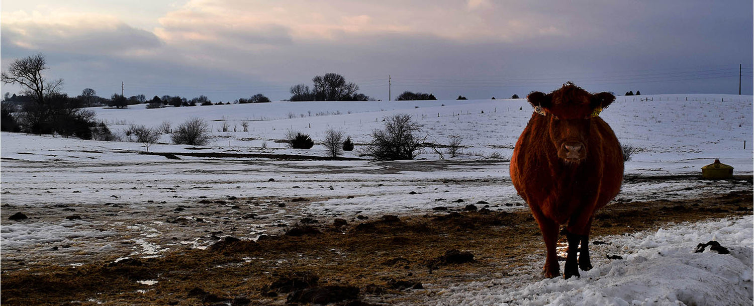 Cows Farts & Seaweed: What the Ag Community is Doing to Decrease Methane Production