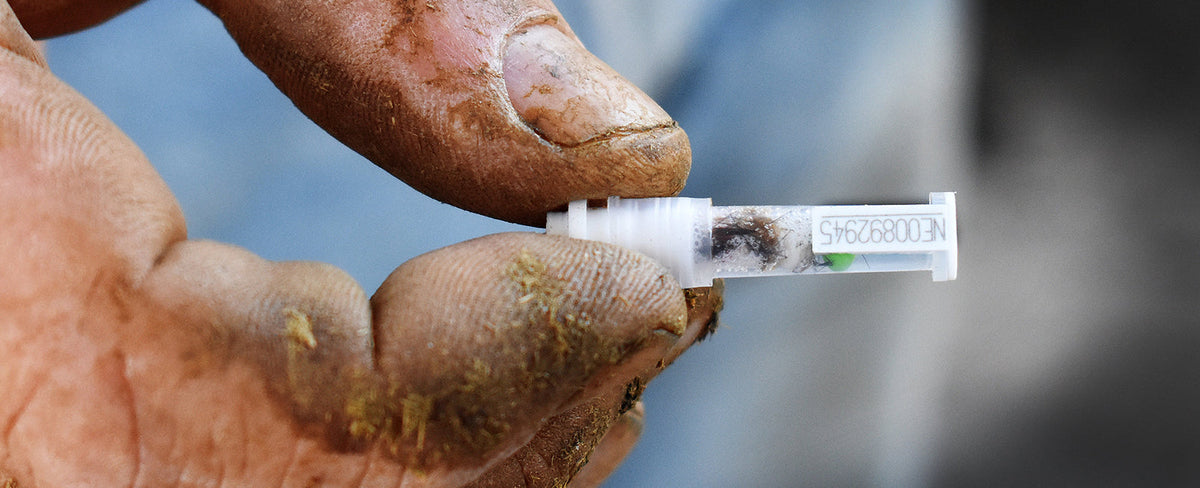 Dna Collection Cattle 23 & Me for Cattle? DNA Testing Impacts Beef Quality – Oak Barn Beef
